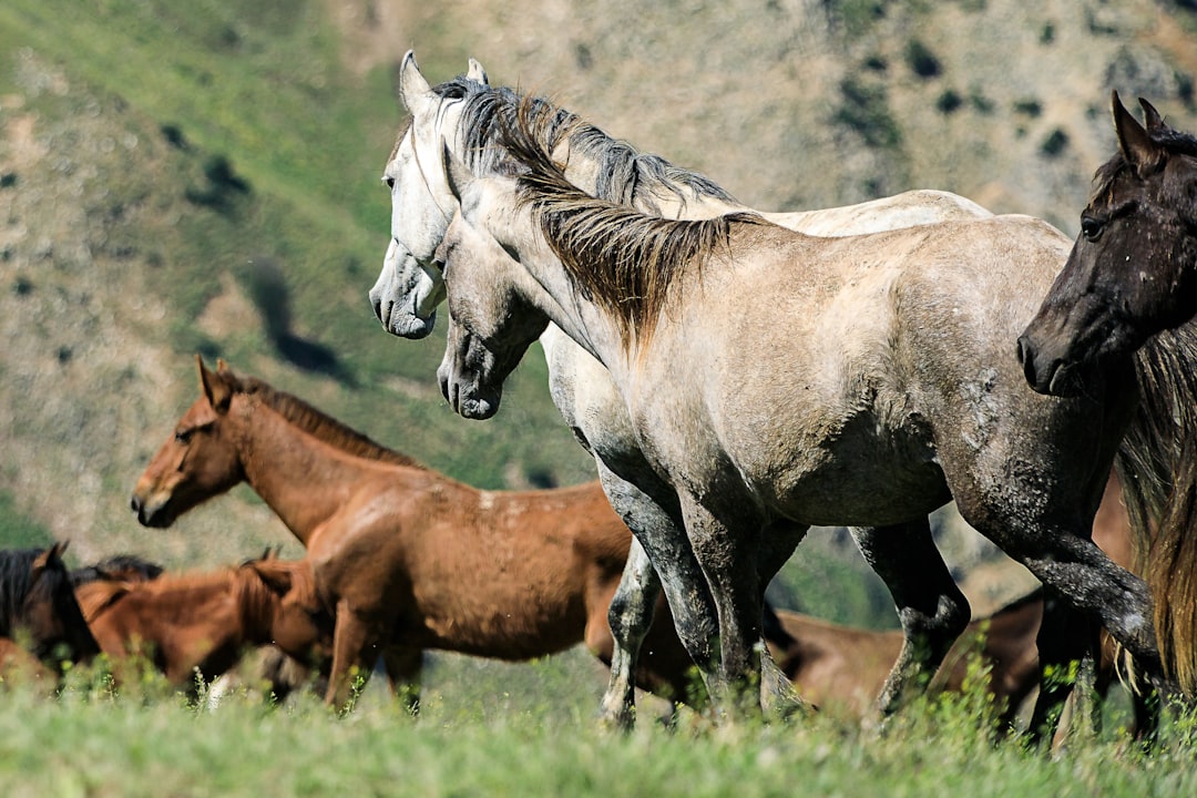 les races de chevaux les plus connues​ 2