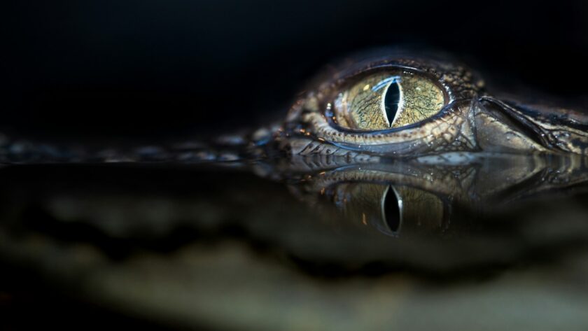 crocodile eyes