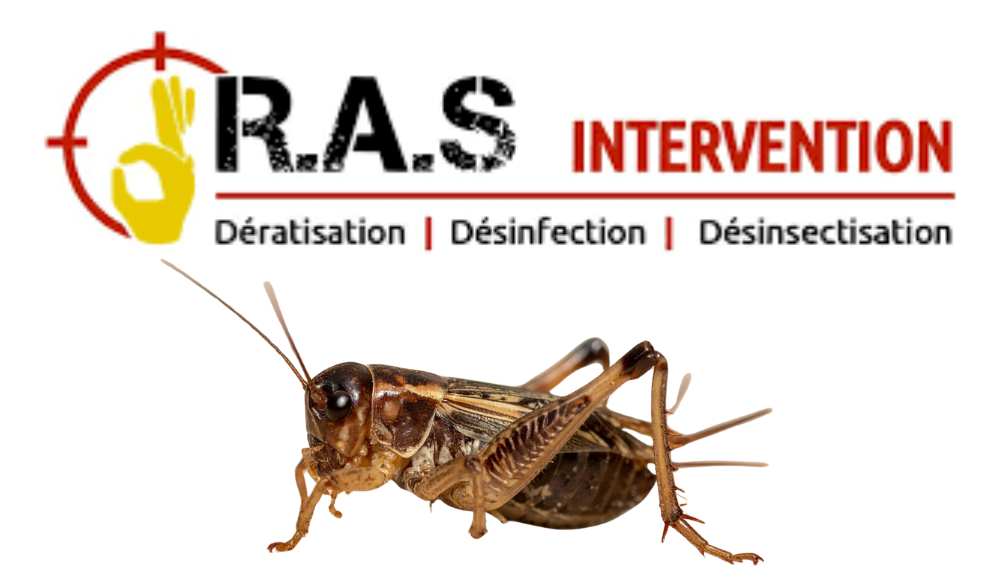 RAS intervention : les pros de la désinsectisation dans la région de Nîmes !